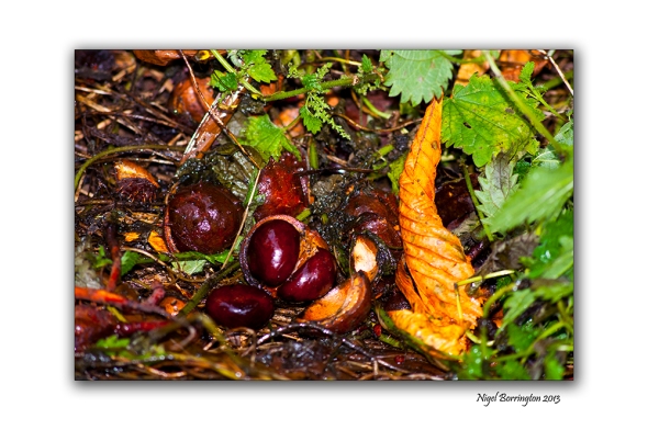 The first chestnuts of autumn 1