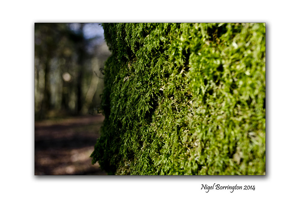 Nature On The Forest Floor Moss Nigel Borrington