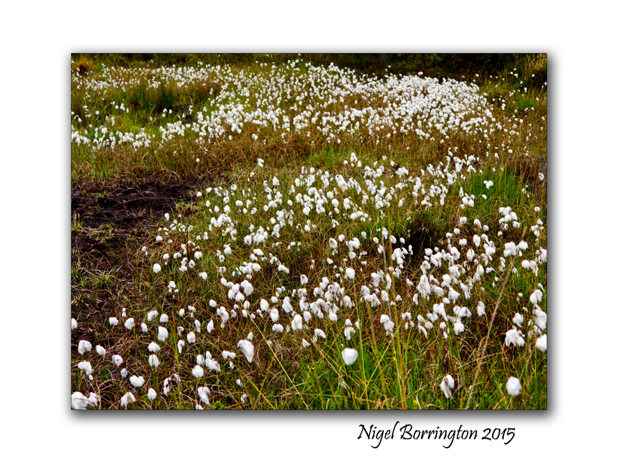 Will I get to see the Bog cotton again 2