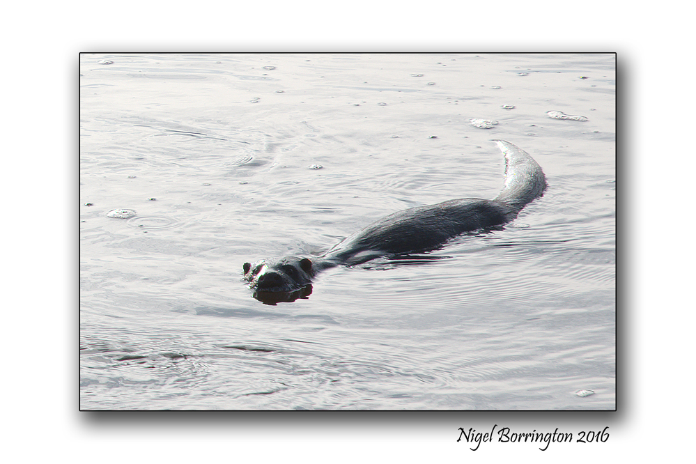 Otters of the River Suir County Tipperary Nigel Borrington